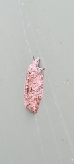 Isotenes miserana