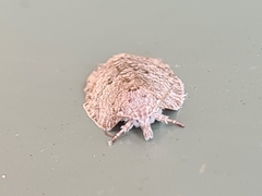 Isotenes miserana