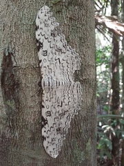 Thysania agrippina