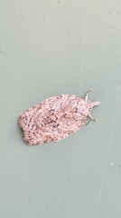 Isotenes miserana