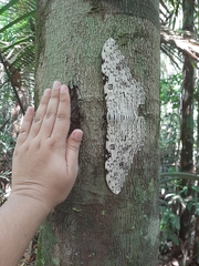 Thysania agrippina