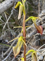 Cryptostylis ovata