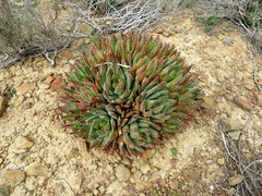 Aloe brevifolia