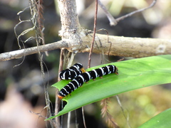 Xanthopastis regnatrix