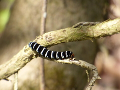 Xanthopastis regnatrix