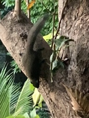 Callosciurus caniceps