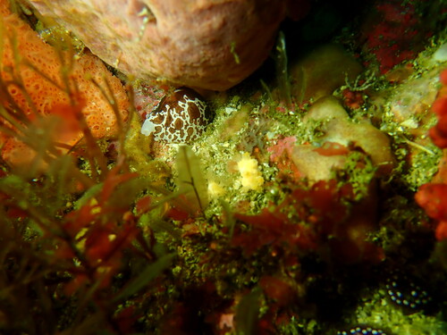 Trivia ovulata observed 2022-12-13