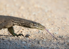 Varanus panoptes panoptes