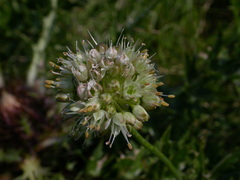 Allium ericetorum