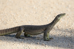 Varanus panoptes panoptes