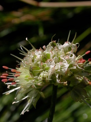 Allium ericetorum