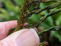 Blechnum minus
