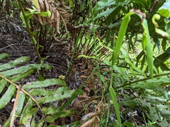 Blechnum minus