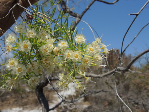 Verticordia verticillata