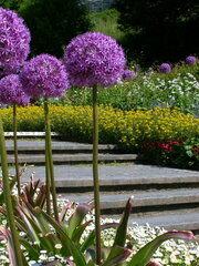 Allium giganteum