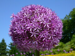 Allium giganteum