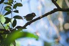 Ficedula mugimaki