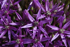 Allium giganteum