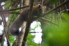 Callosciurus caniceps