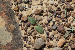 Massonia tenella