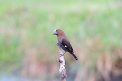 Amblyospiza albifrons