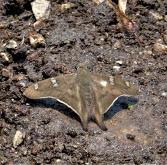 Ectomis octomaculata