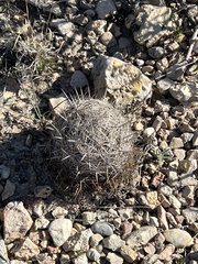Coryphantha echinus