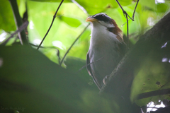 Pomatorhinus schisticeps