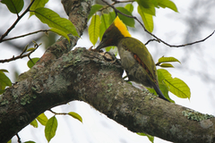 Chrysophlegma flavinucha