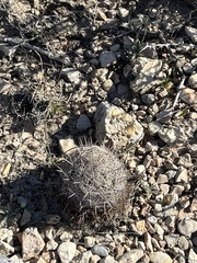 Coryphantha echinus