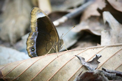 Mycalesis anaxias