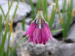 Allium insubricum