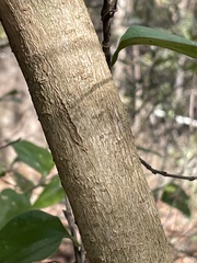 Oleaceae