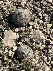 Coryphantha echinus