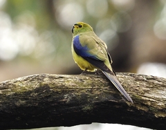 Neophema chrysostoma