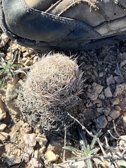 Coryphantha echinus