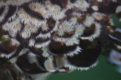 Actinothoe sphyrodeta