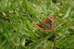 Junonia evarete