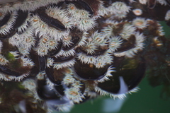 Actinothoe sphyrodeta