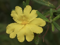 Hibbertia furfuracea