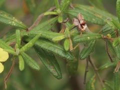 Hibbertia furfuracea