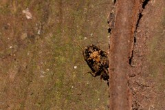 Scopodes