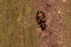 Scopodes