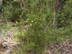 Hibbertia furfuracea