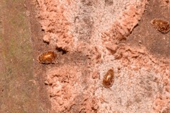 Corylophidae