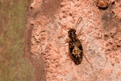 Scopodes
