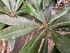 Rhododendron formosanum