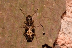 Scopodes