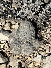 Escobaria tuberculosa