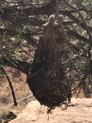 Icterus bullockii